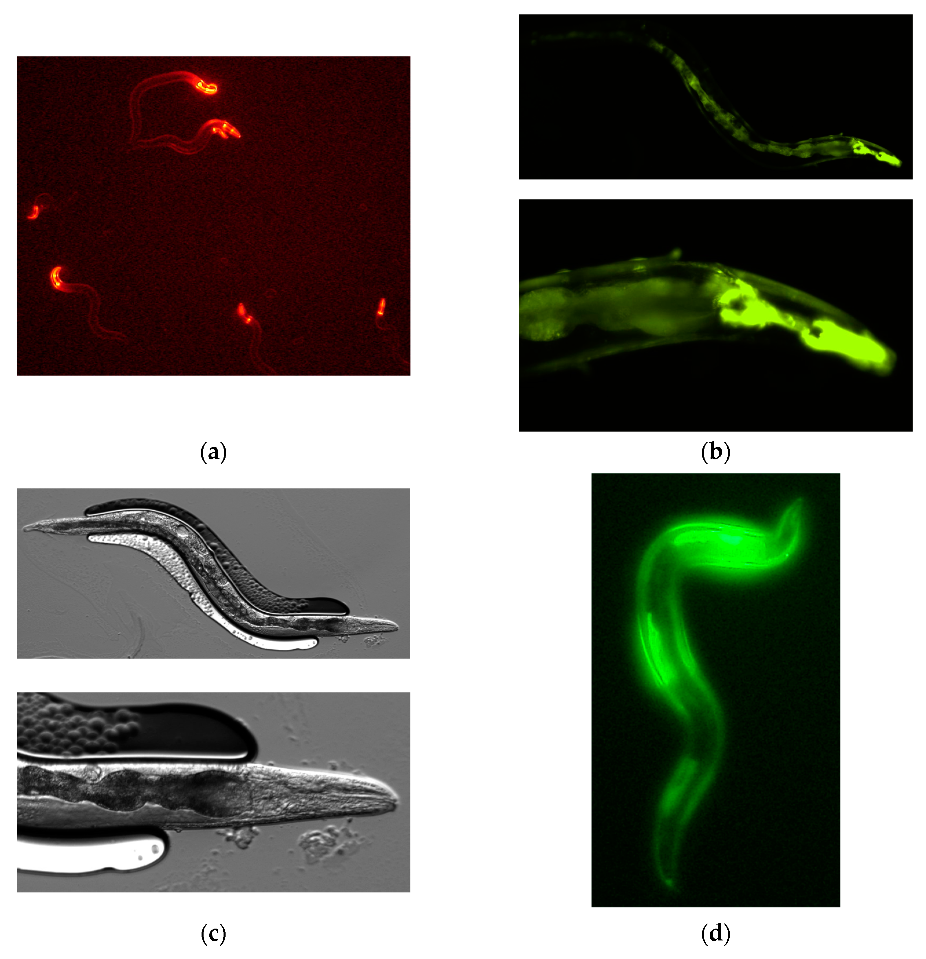 Preprints 74989 g002