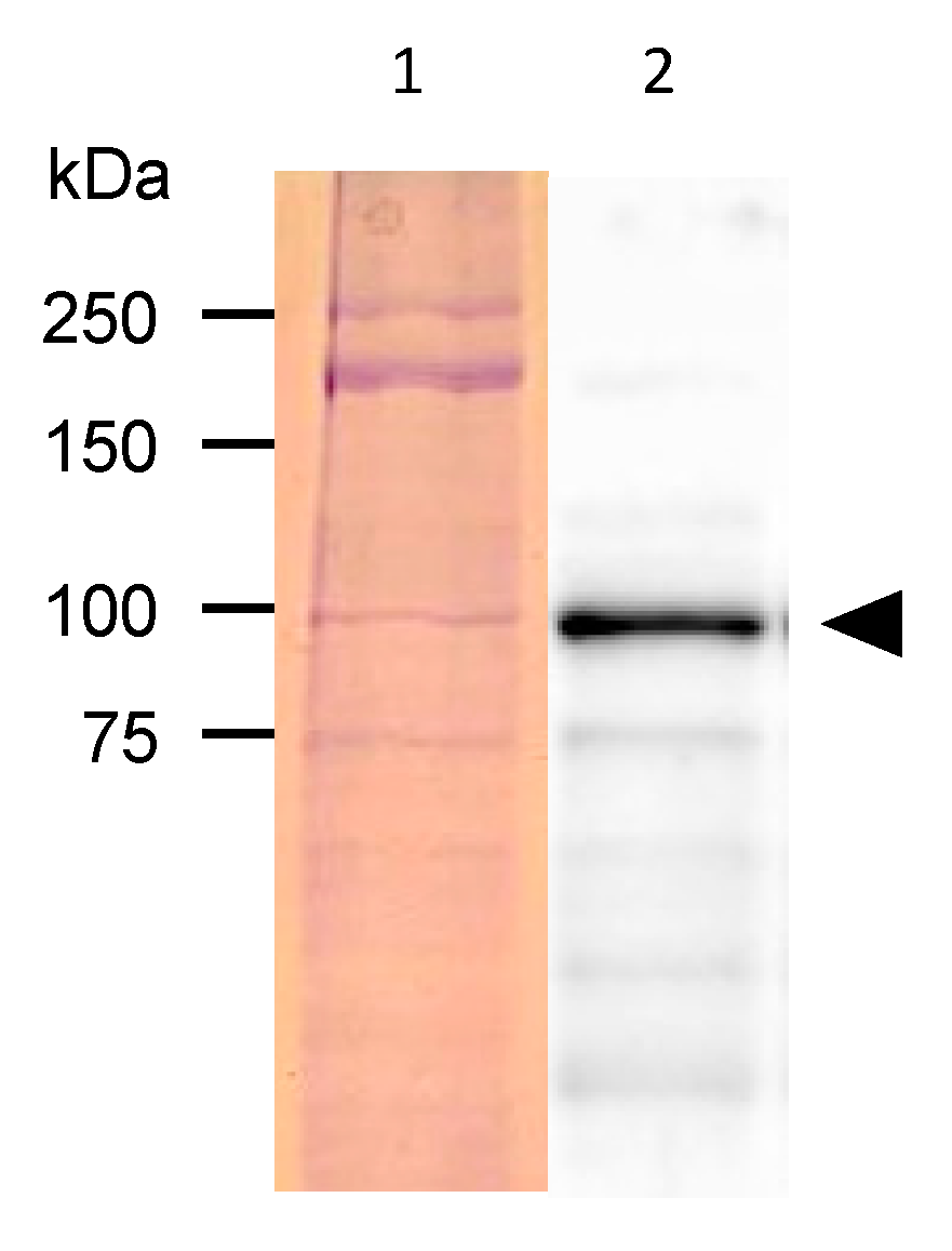 Preprints 74989 g003