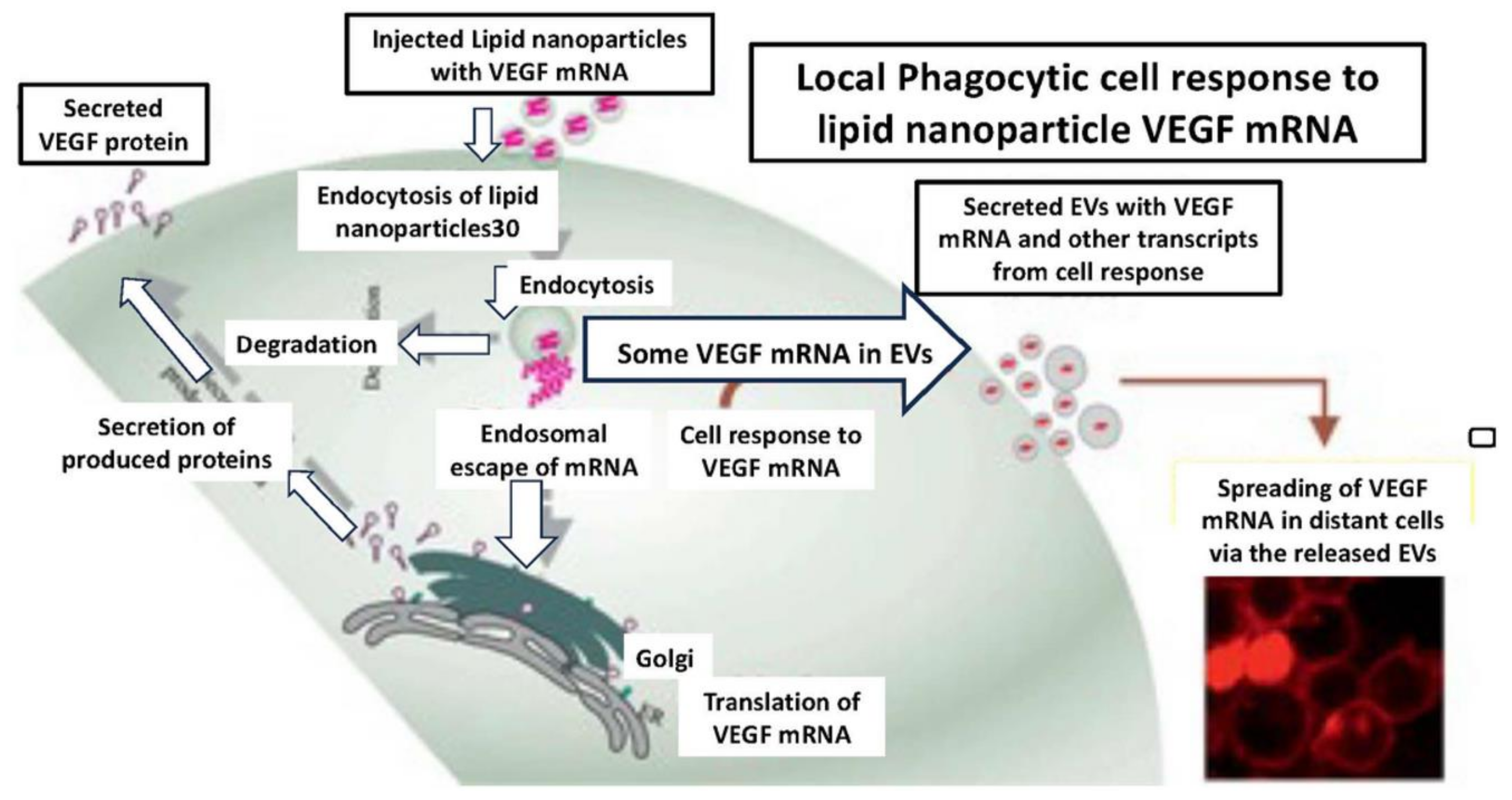 Preprints 159037 g004