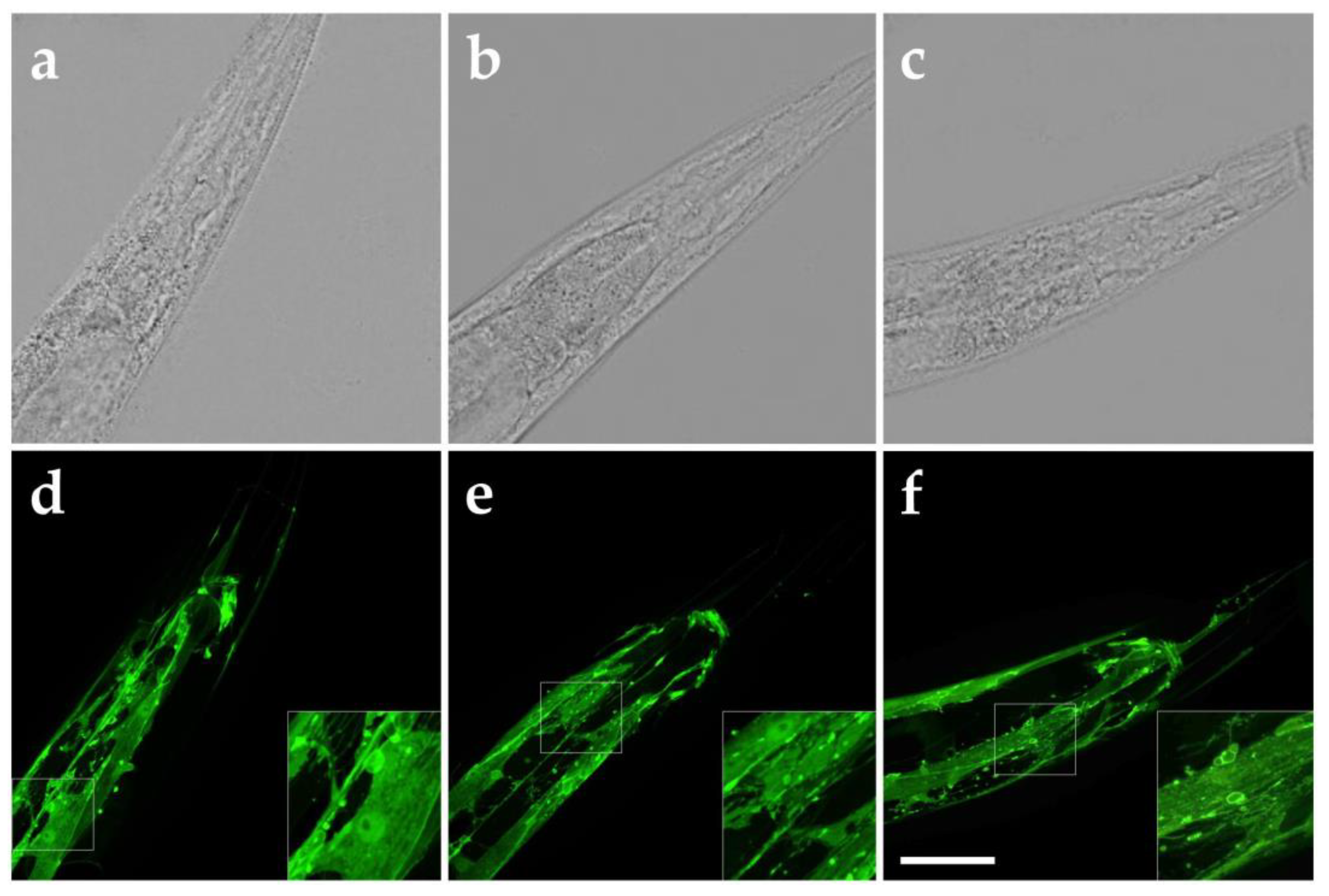 Preprints 204836 g005
