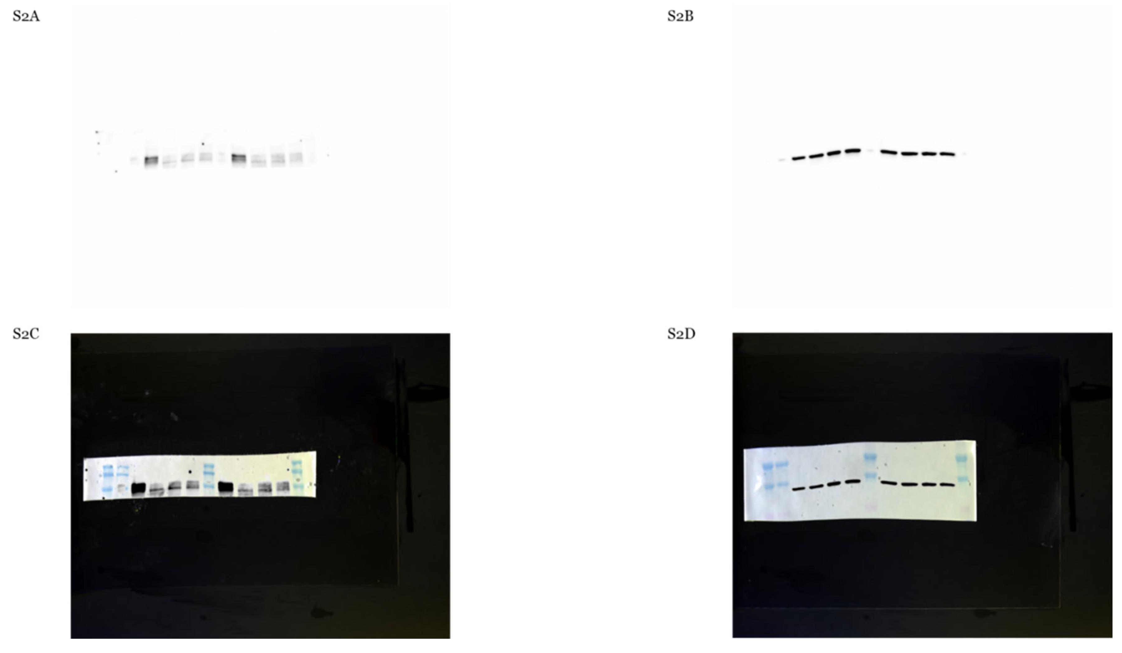 Preprints 209011 g0a2