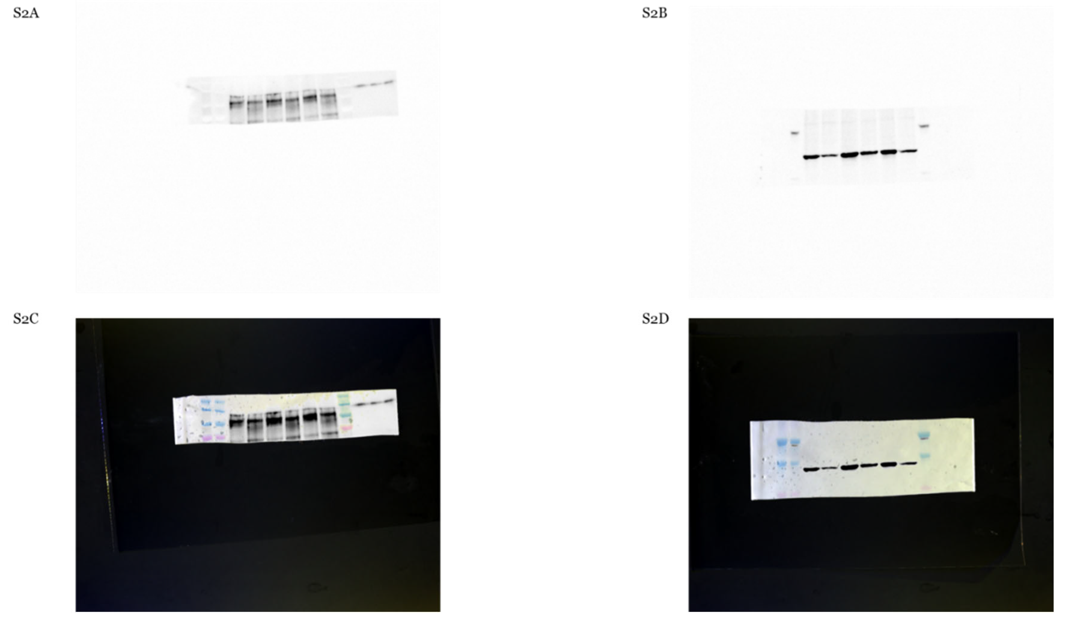 Preprints 209011 g0a3