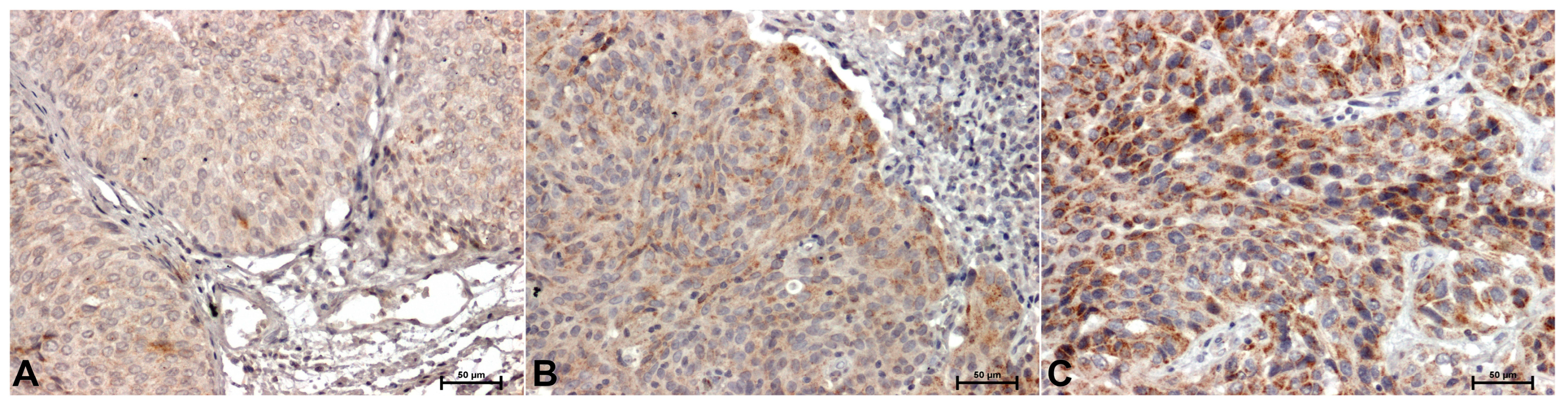 Preprints 153835 g001