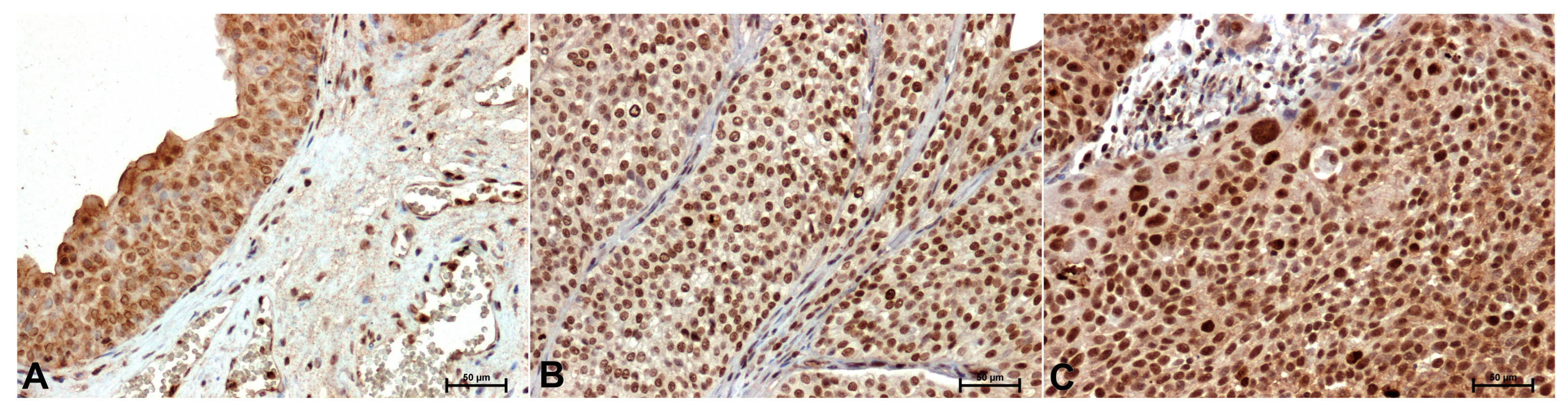 Preprints 153835 g003