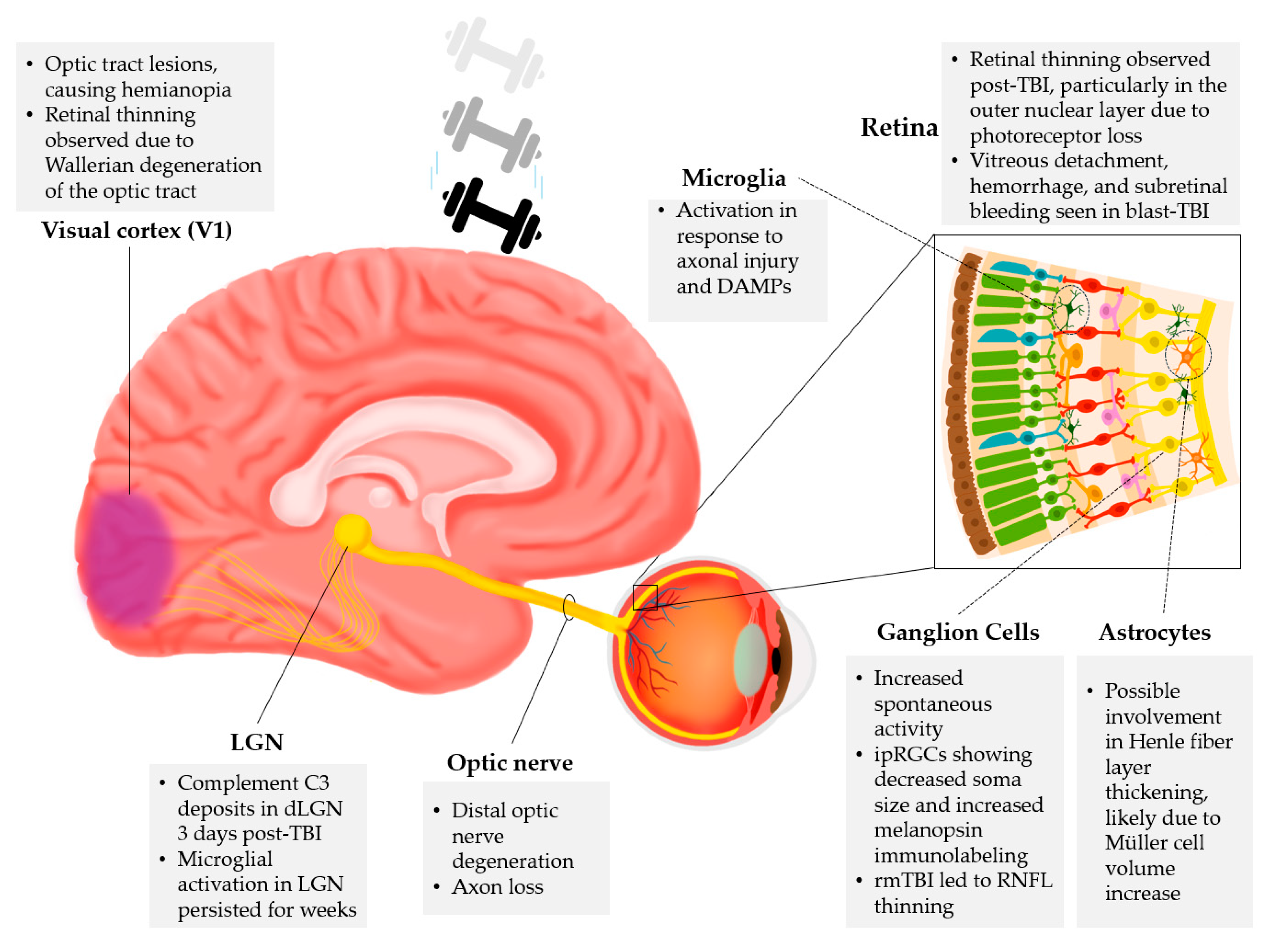 Preprints 154444 g002