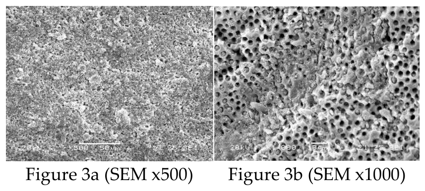 Preprints 237220 g003
