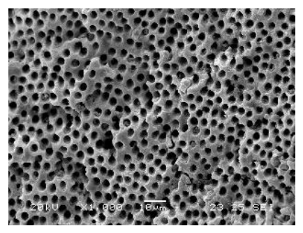 Preprints 237220 g004