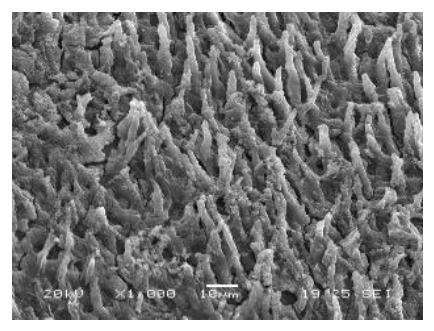 Preprints 237220 g005