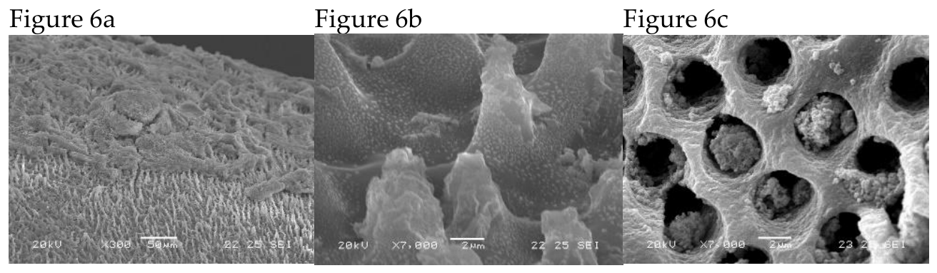 Preprints 237220 g006