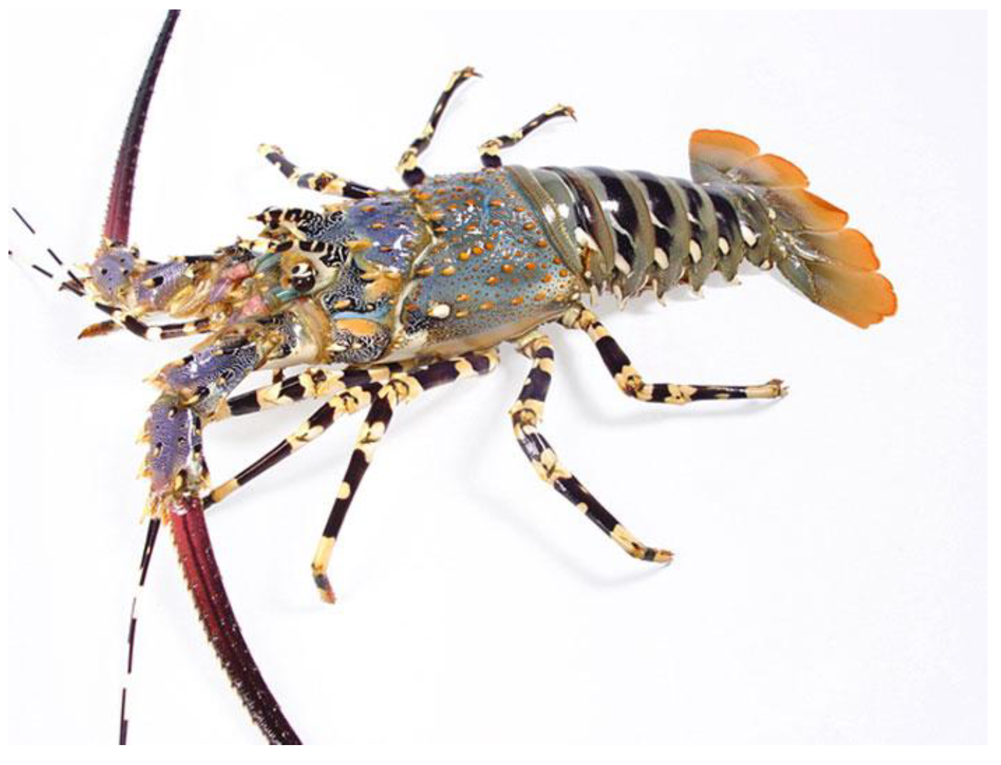 Preprints 173498 g008