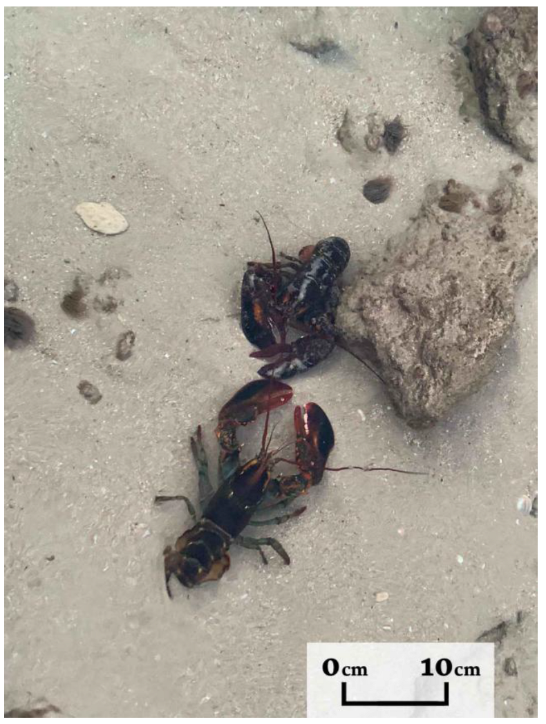 Preprints 173498 g010