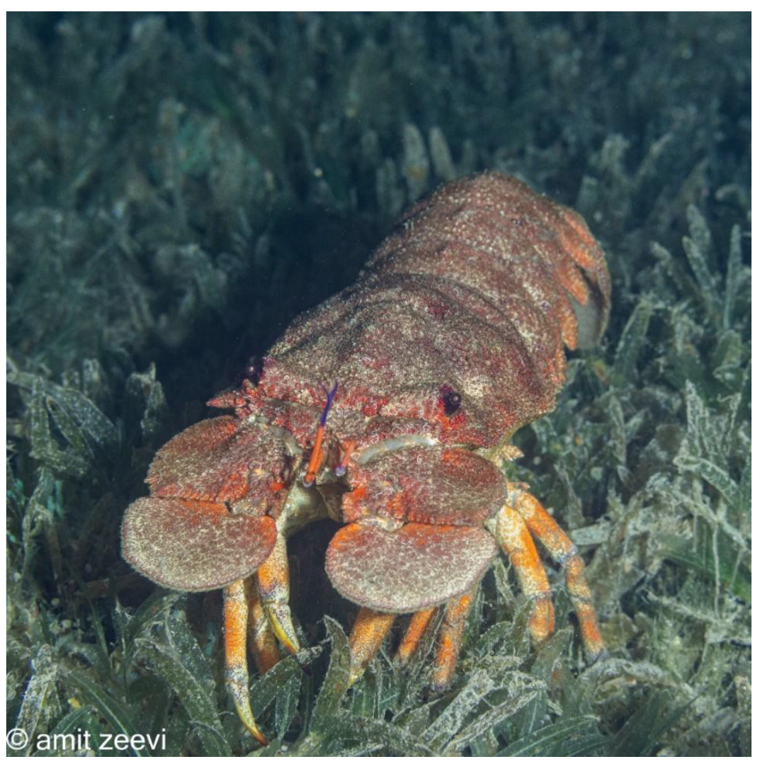 Preprints 173498 g011