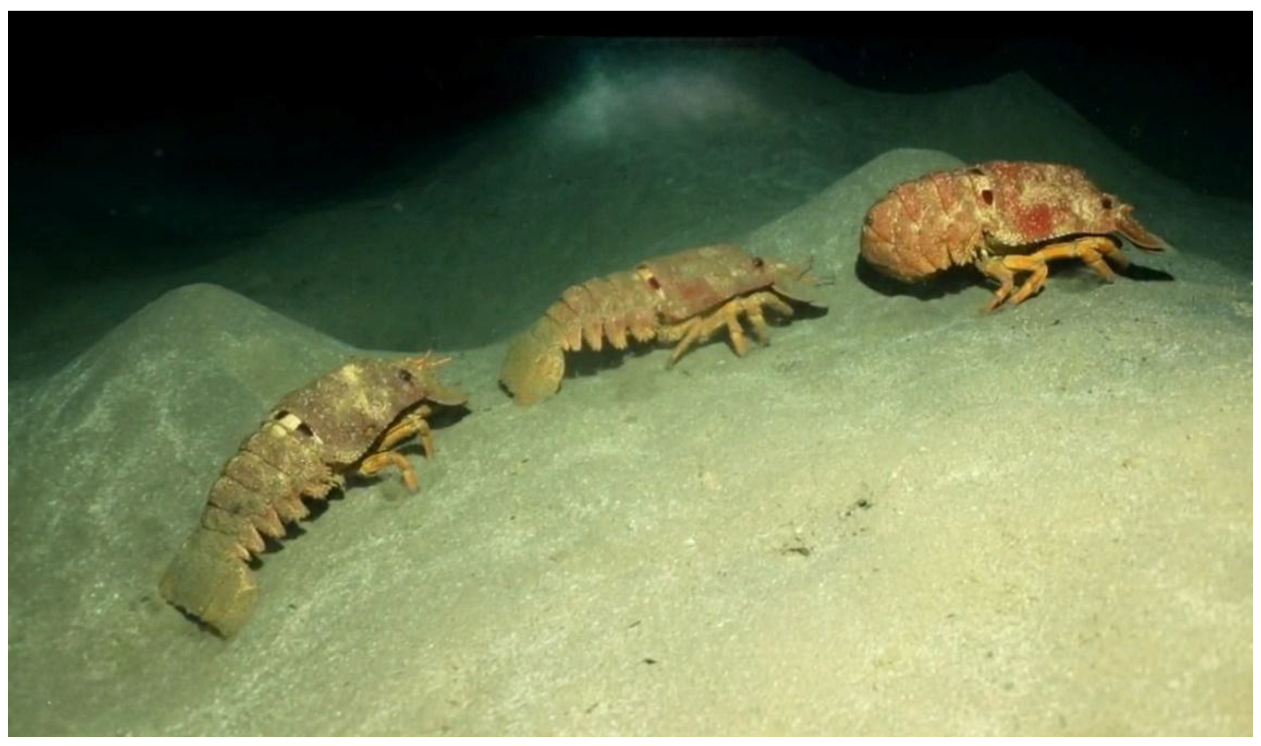 Preprints 173498 g012