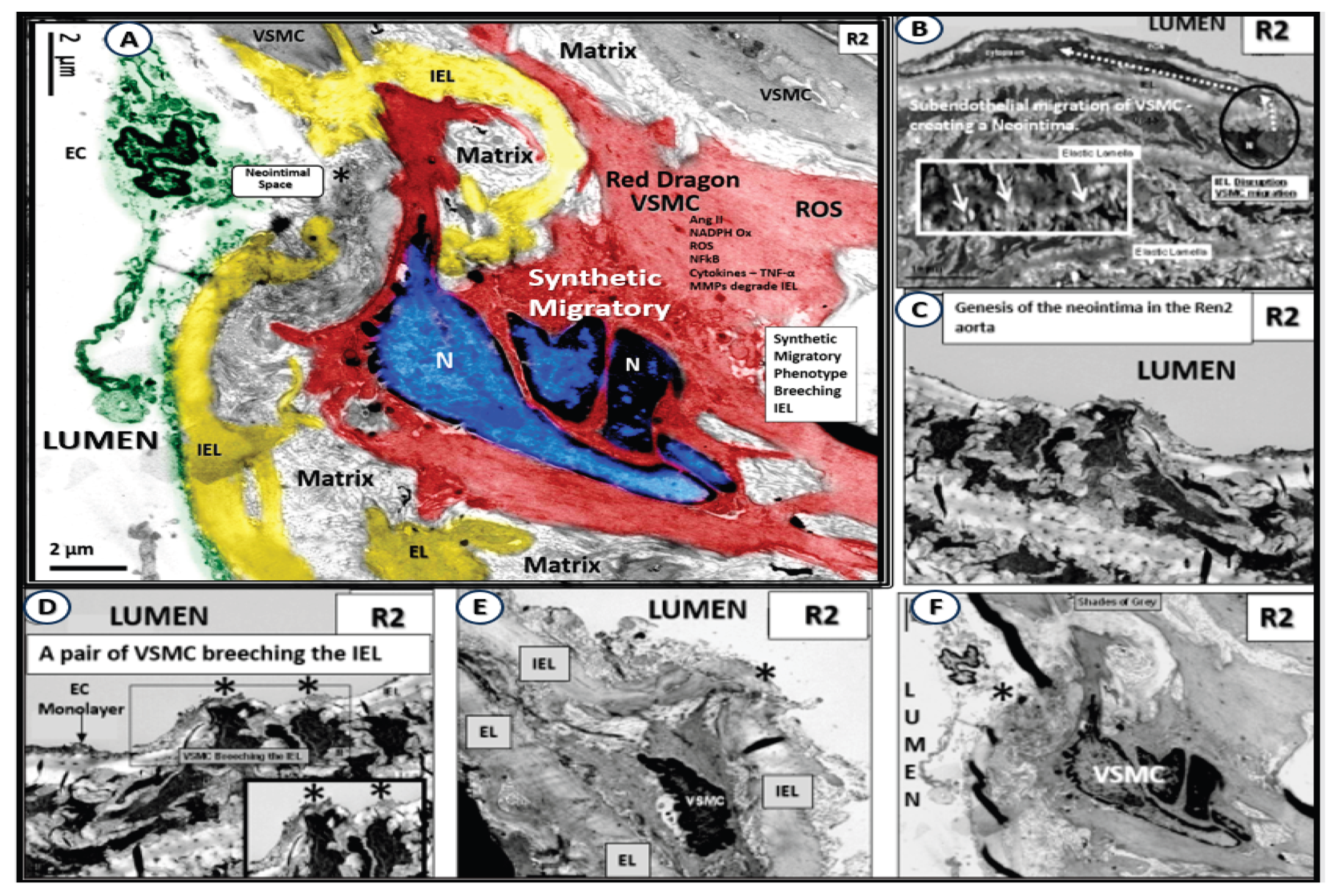Preprints 171905 g015