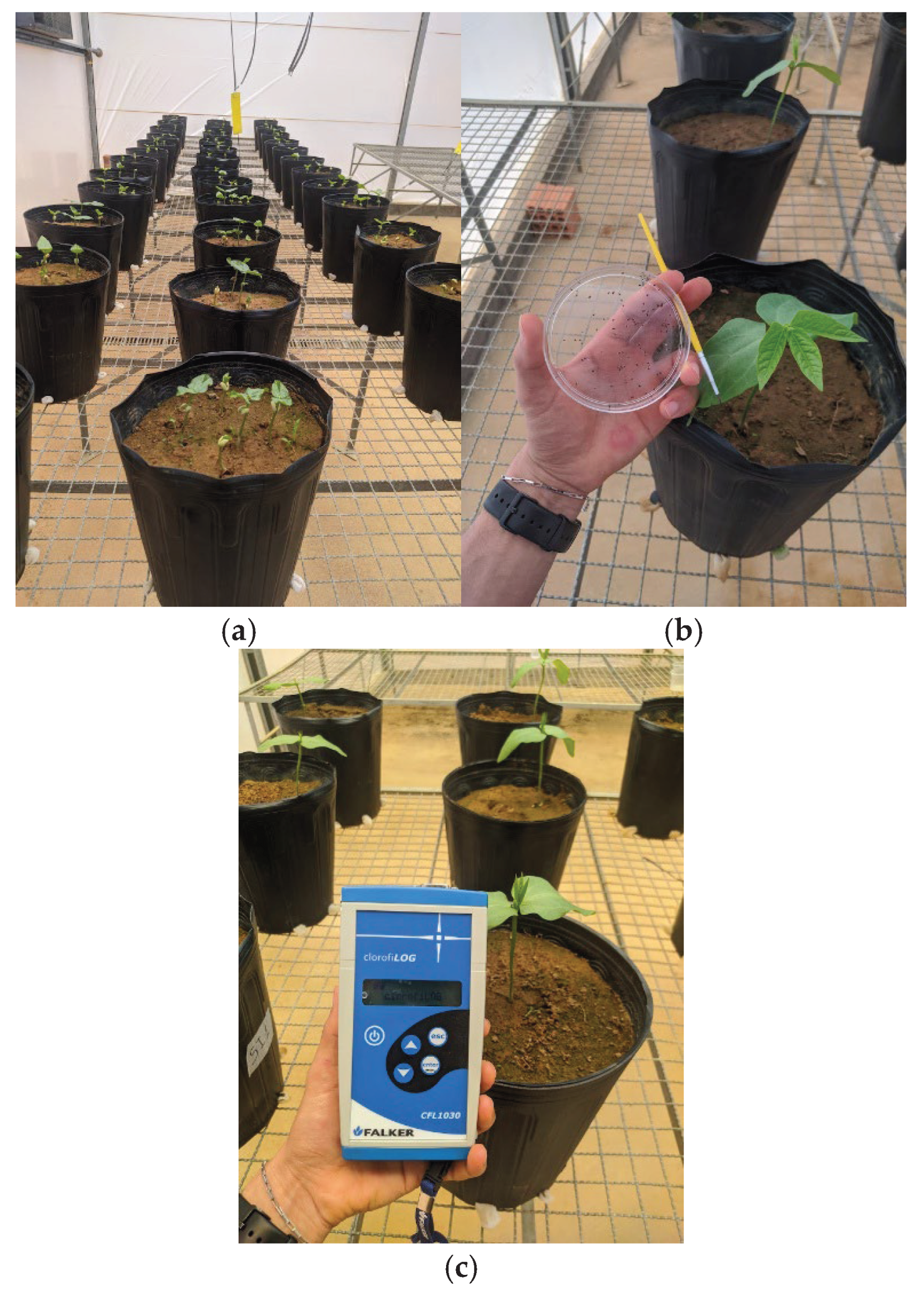 Preprints 194345 g001