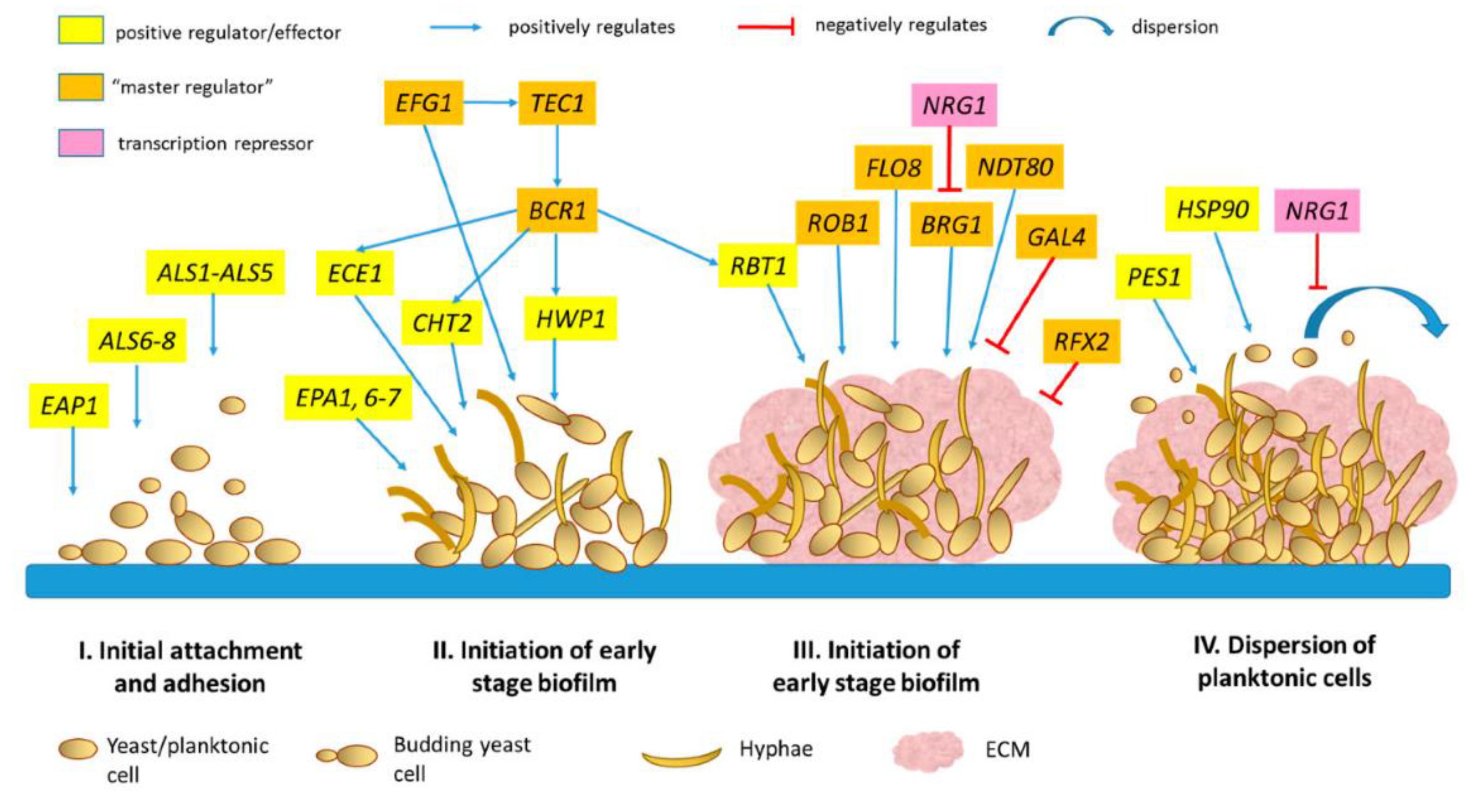Preprints 118988 g011