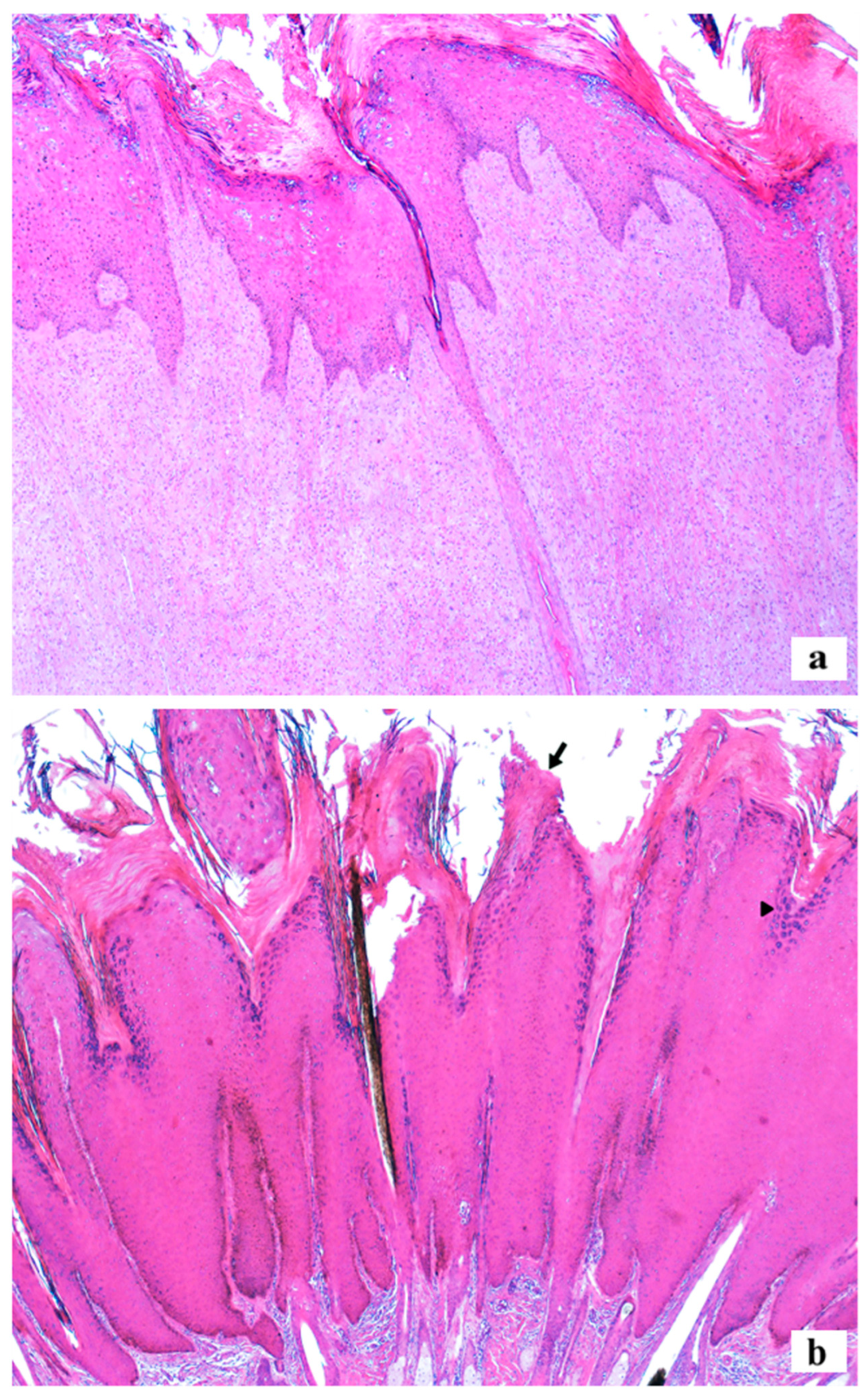 Preprints 155367 g003