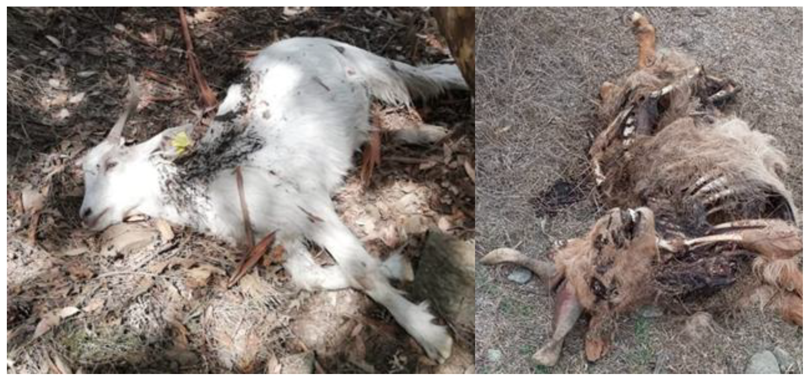 Preprints 179105 g003