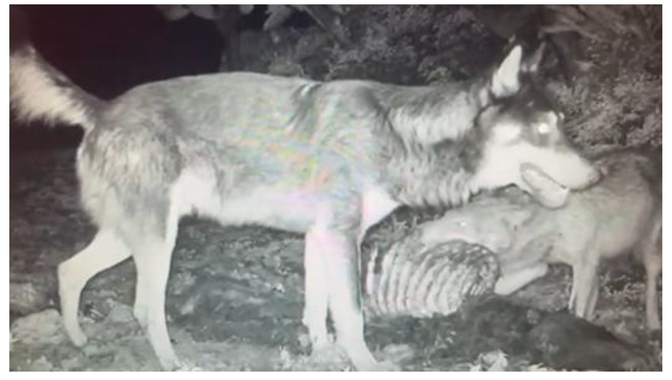 Preprints 179105 g005