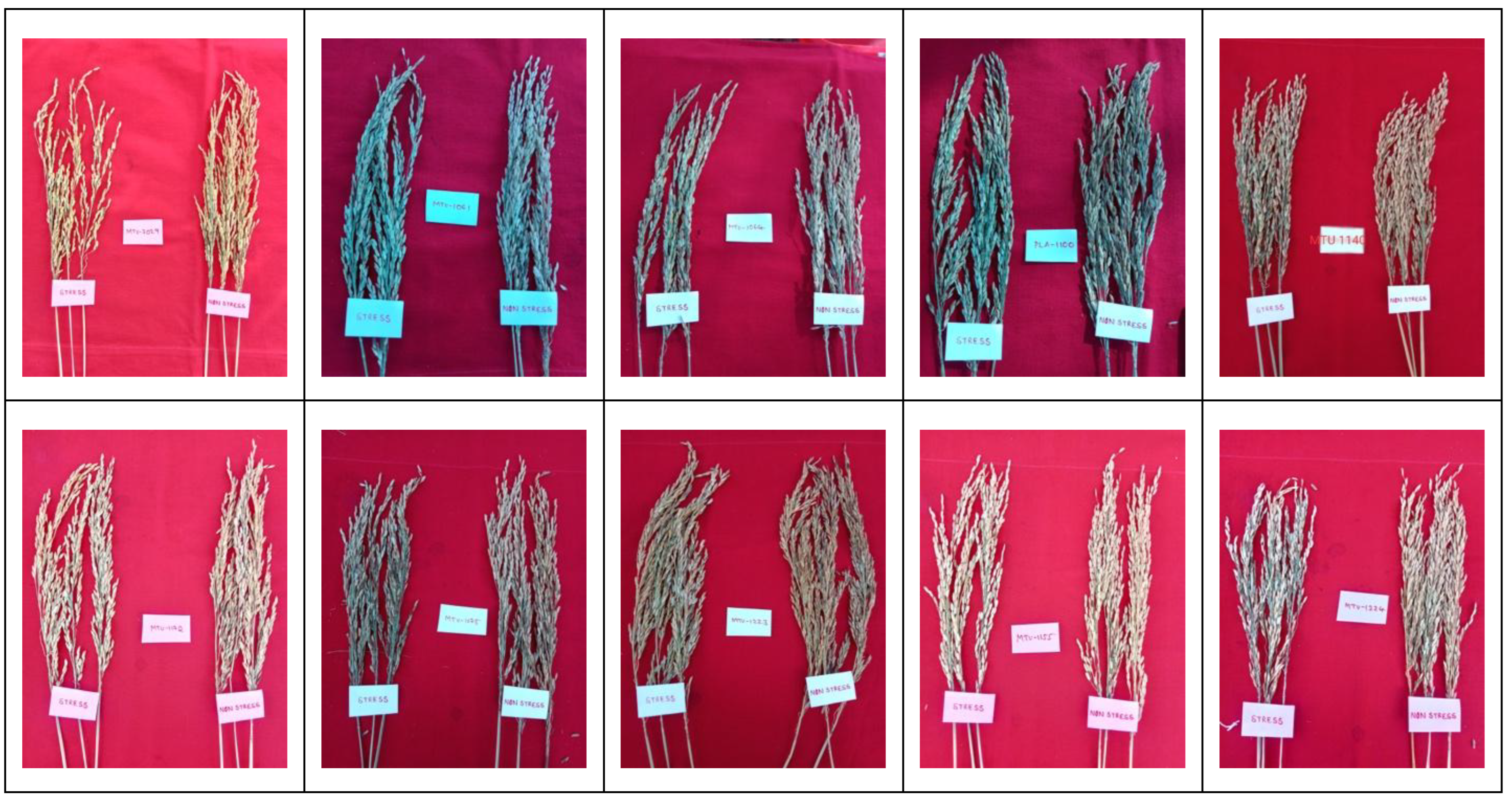 Preprints 174723 g006a