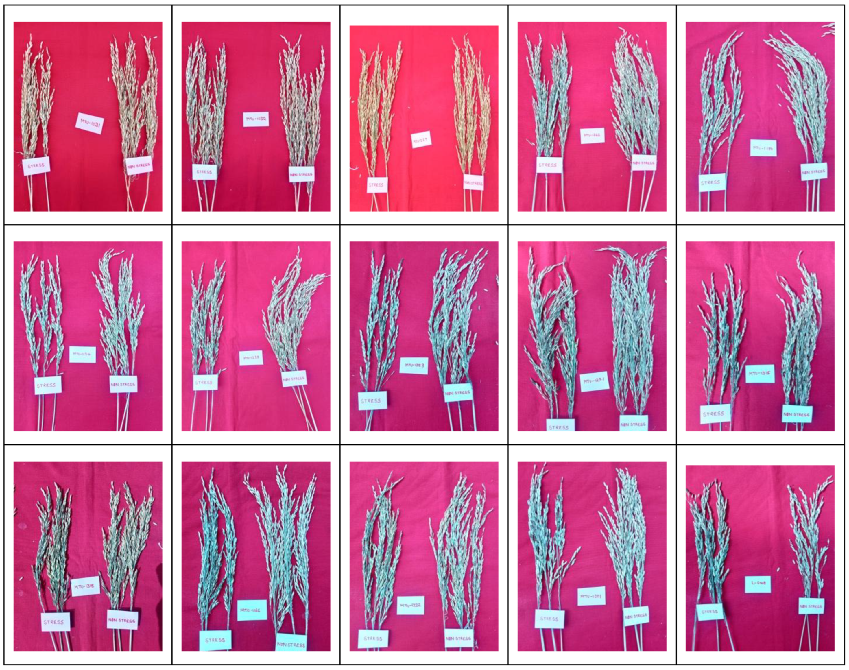 Preprints 174723 g006b