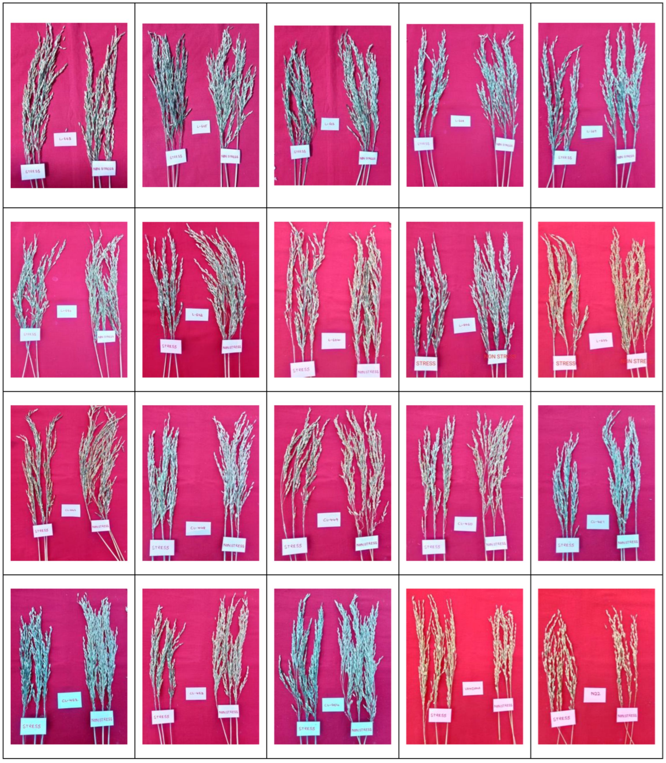 Preprints 174723 g006c