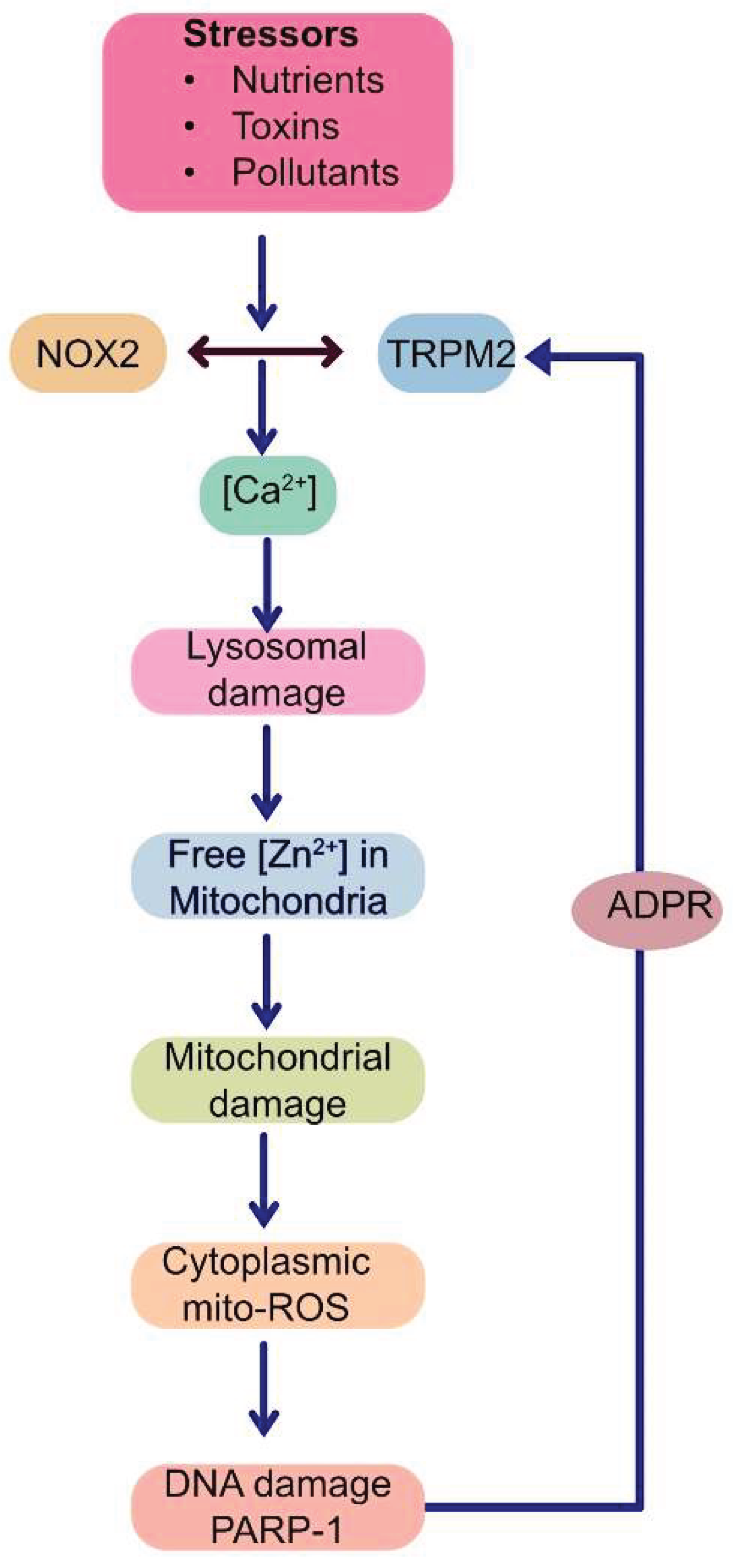 Preprints 160144 g003