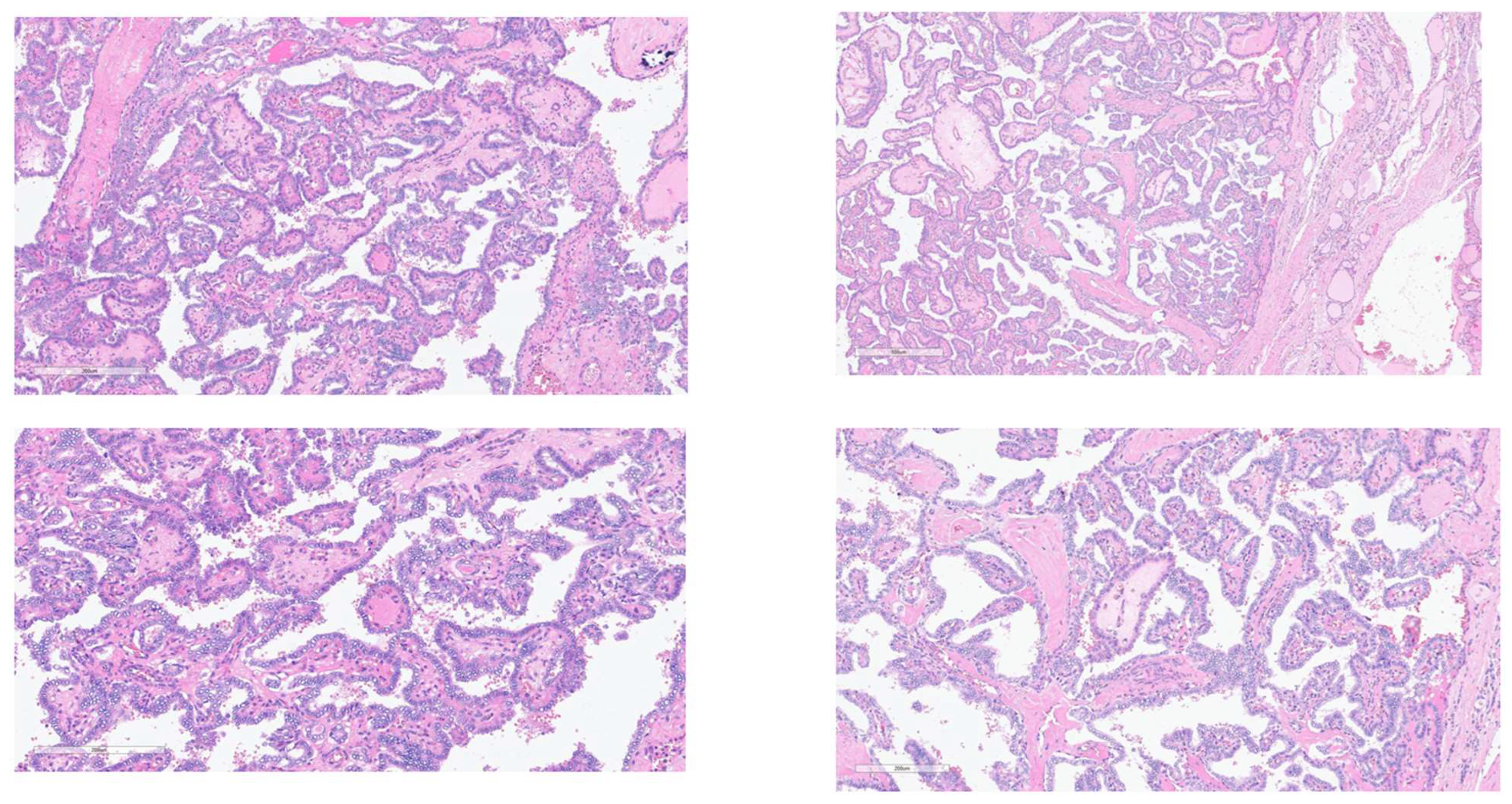 Preprints 164603 g001