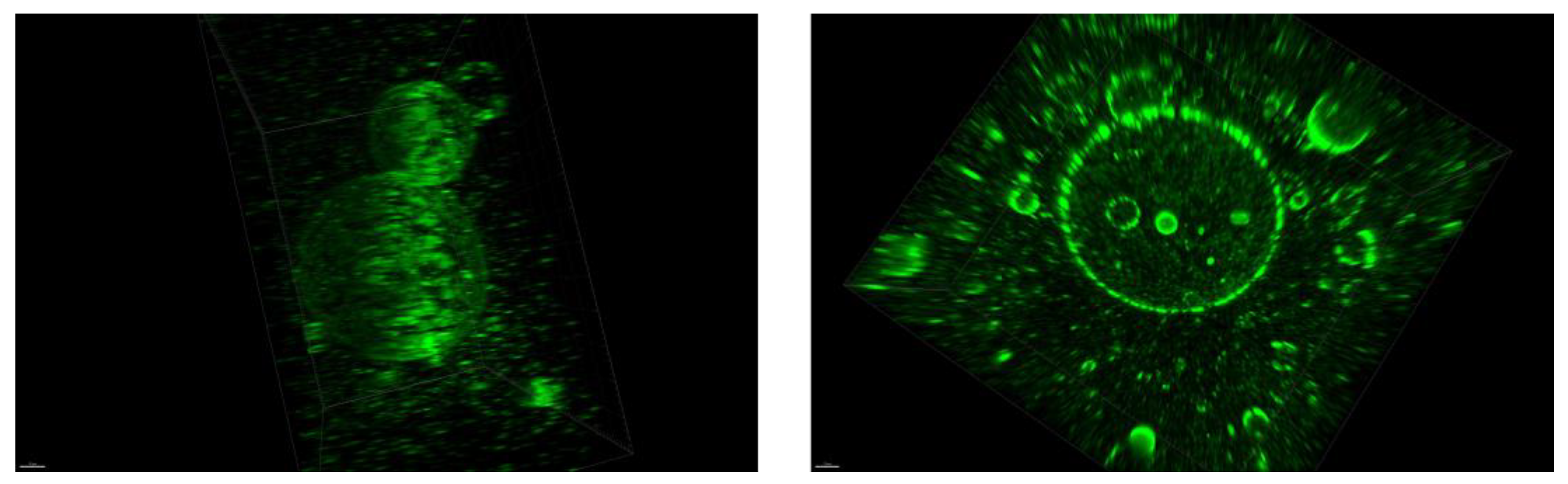 Preprints 138543 g009