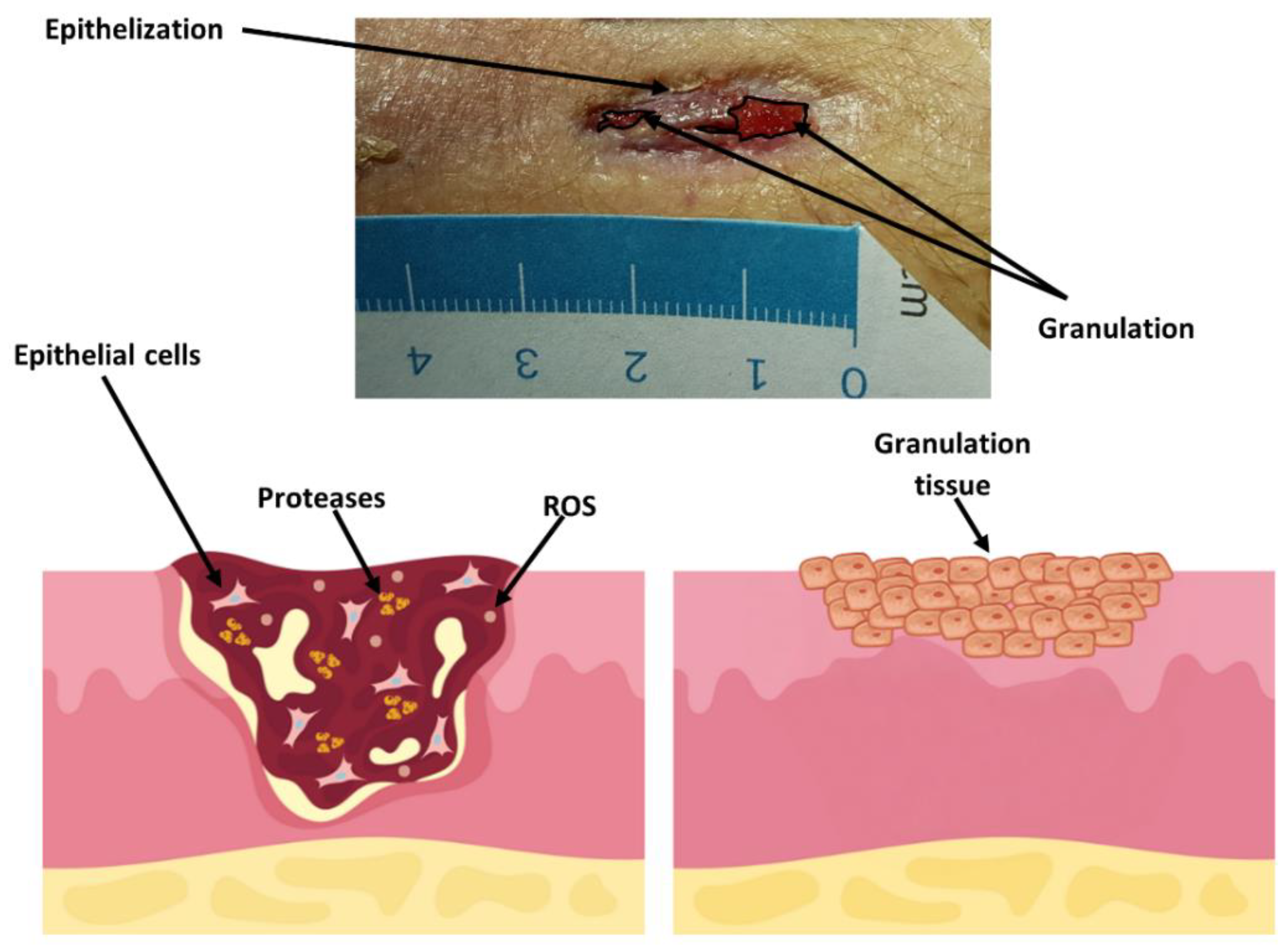 Preprints 138543 g018