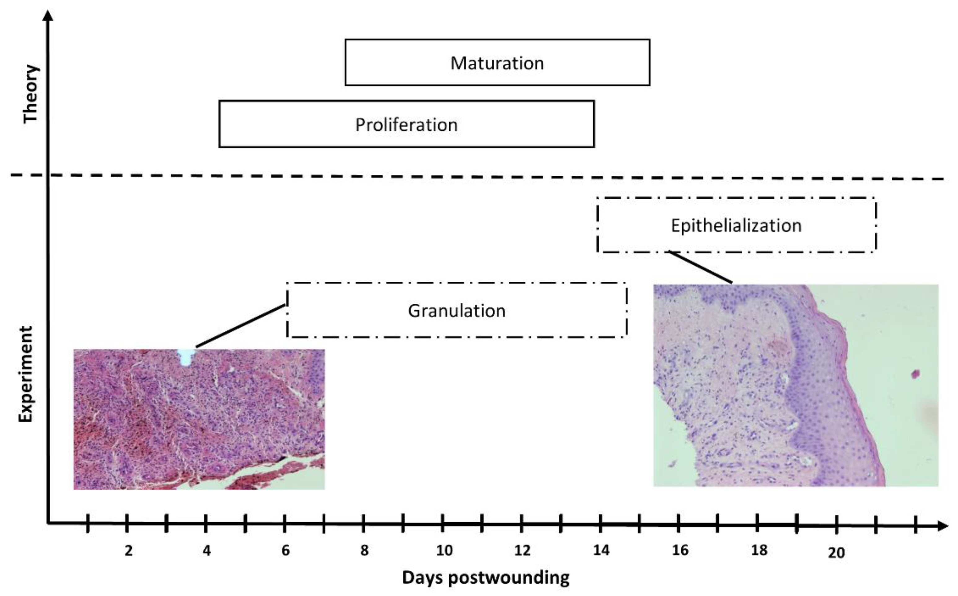 Preprints 138543 g019