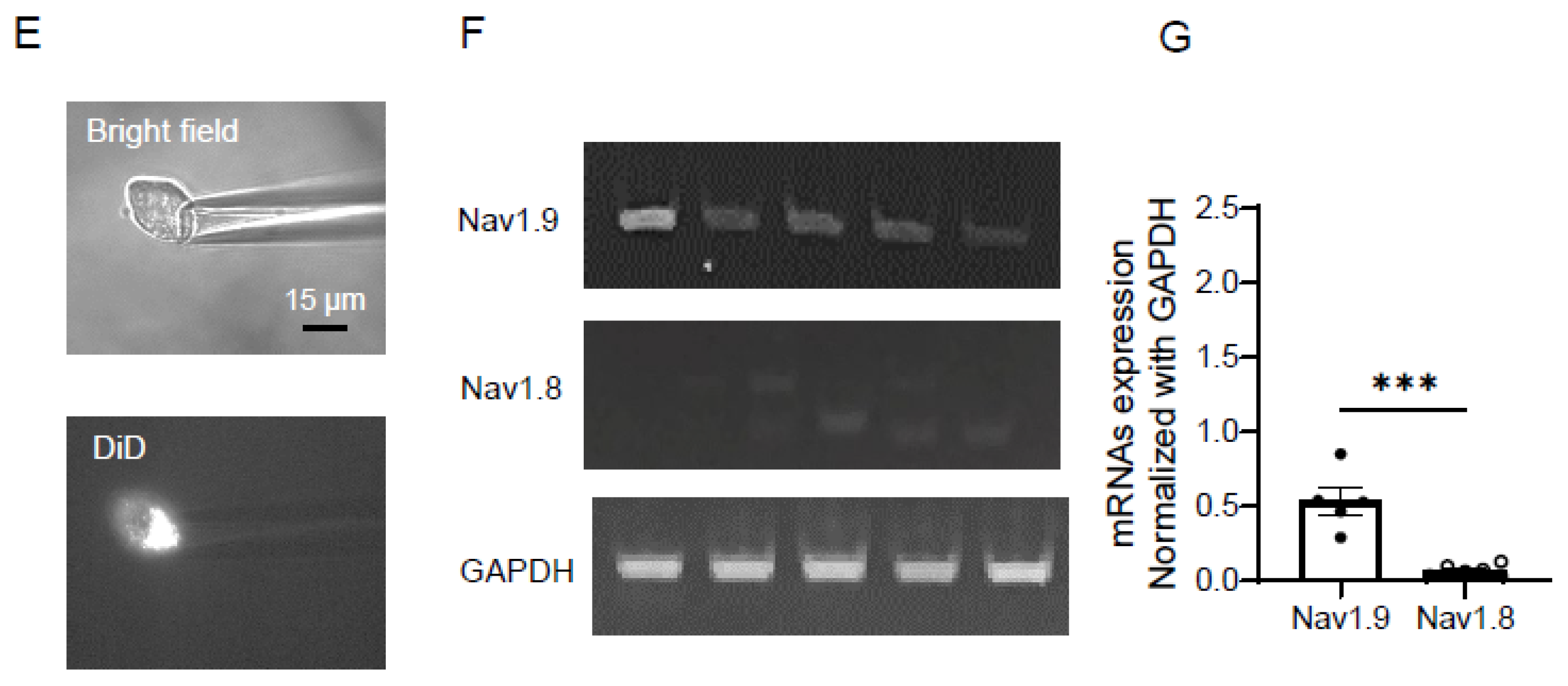 Preprints 199392 g005b