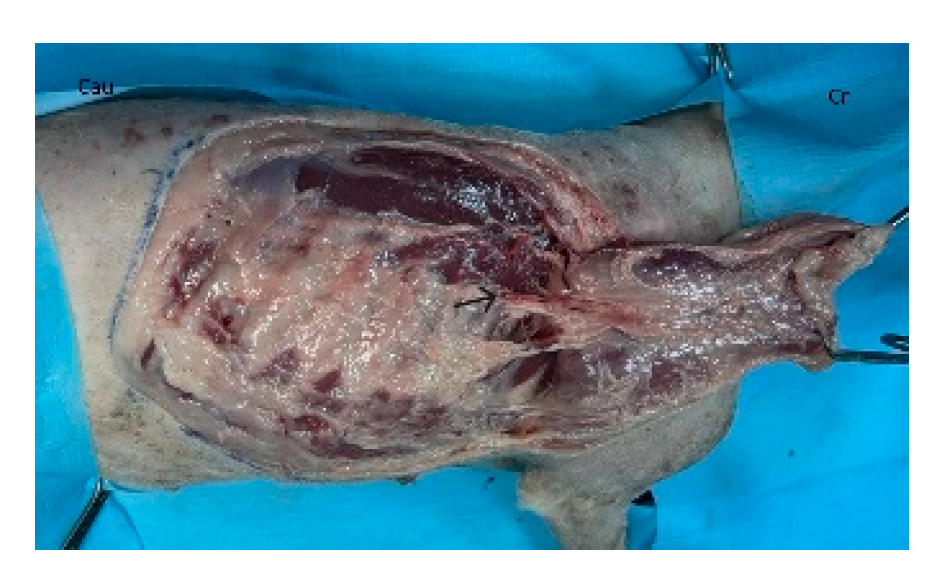 Preprints 179424 g003