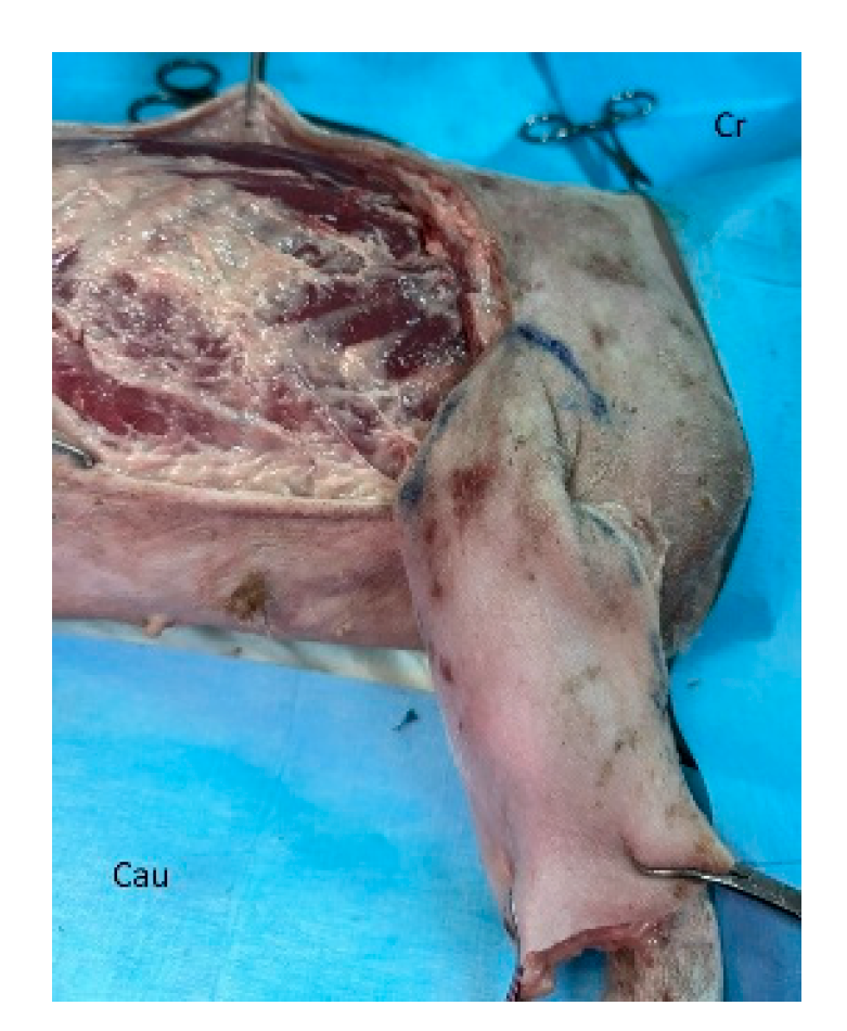 Preprints 179424 g004