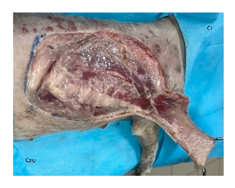 Preprints 179424 g005