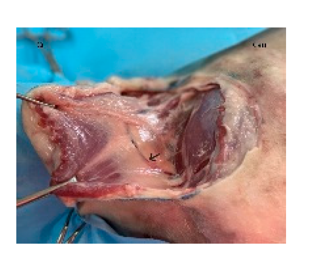 Preprints 179424 g008