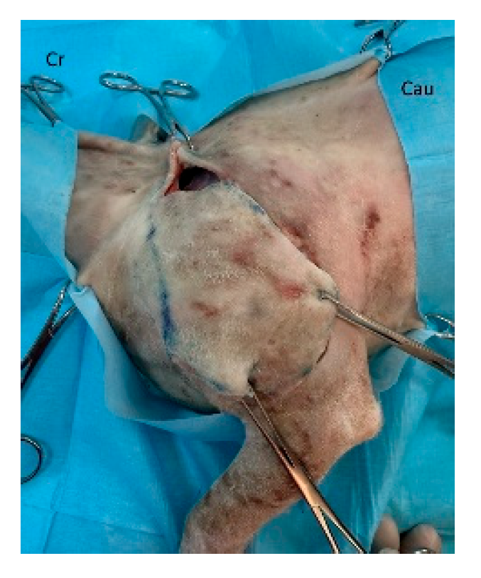 Preprints 179424 g009