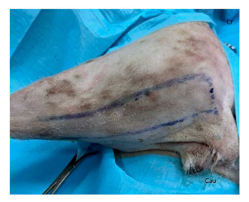 Preprints 179424 g011