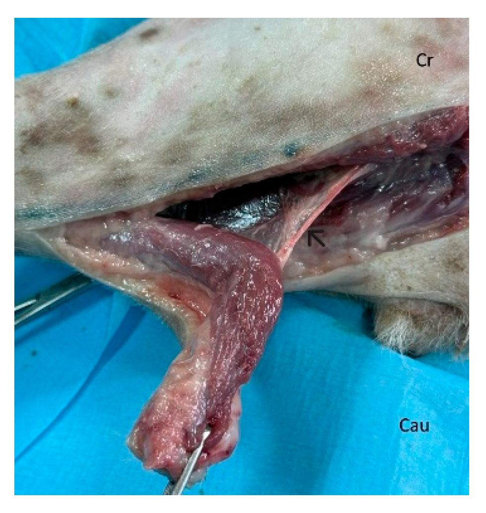 Preprints 179424 g012