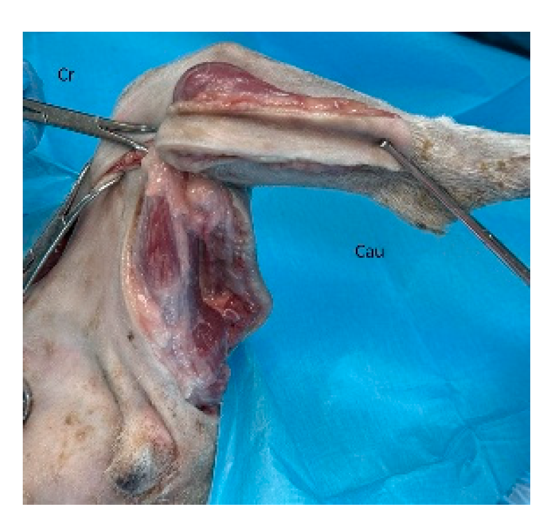 Preprints 179424 g013