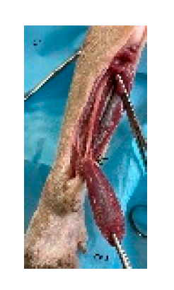 Preprints 179424 g015