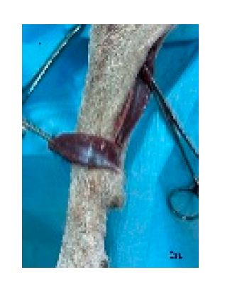 Preprints 179424 g016