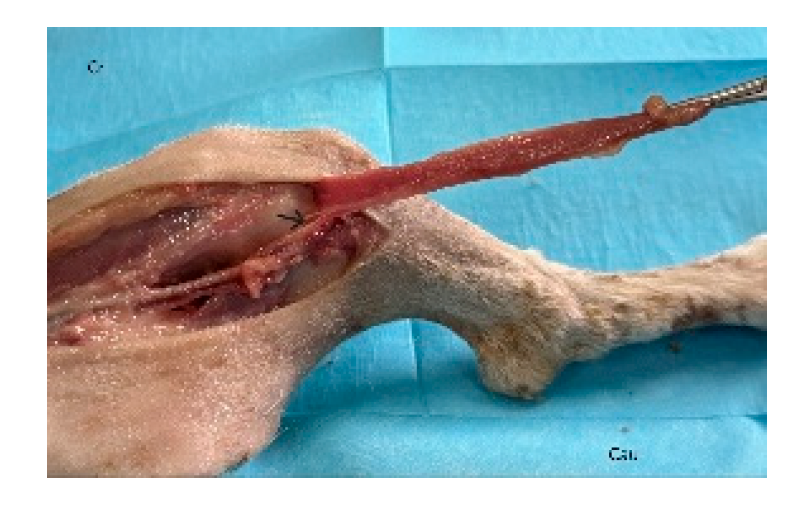 Preprints 179424 g018