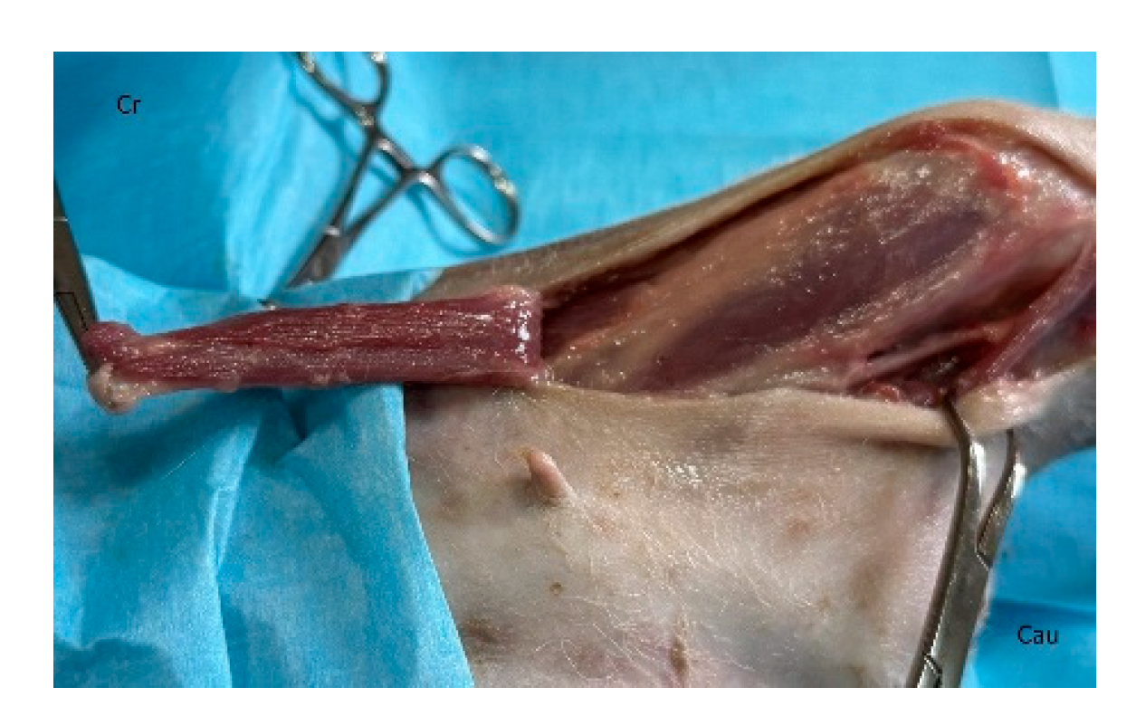 Preprints 179424 g020