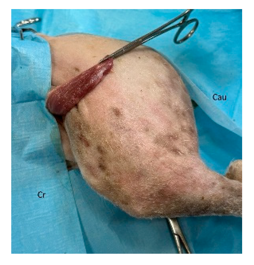 Preprints 179424 g021