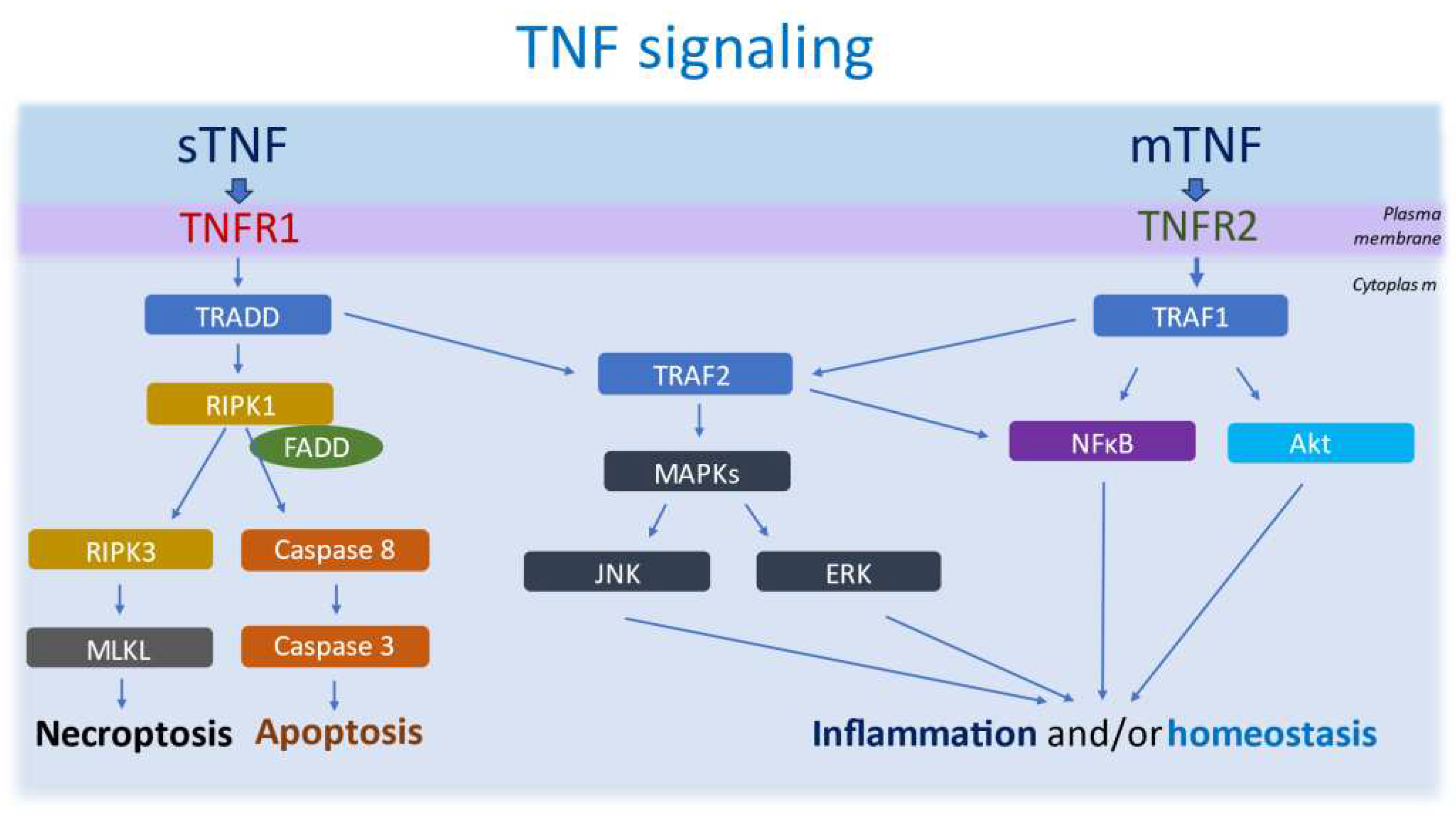 Preprints 95786 g001