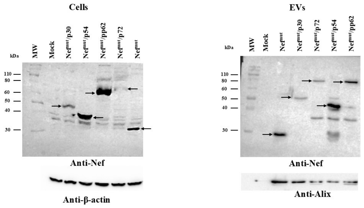 Preprints 213619 g002