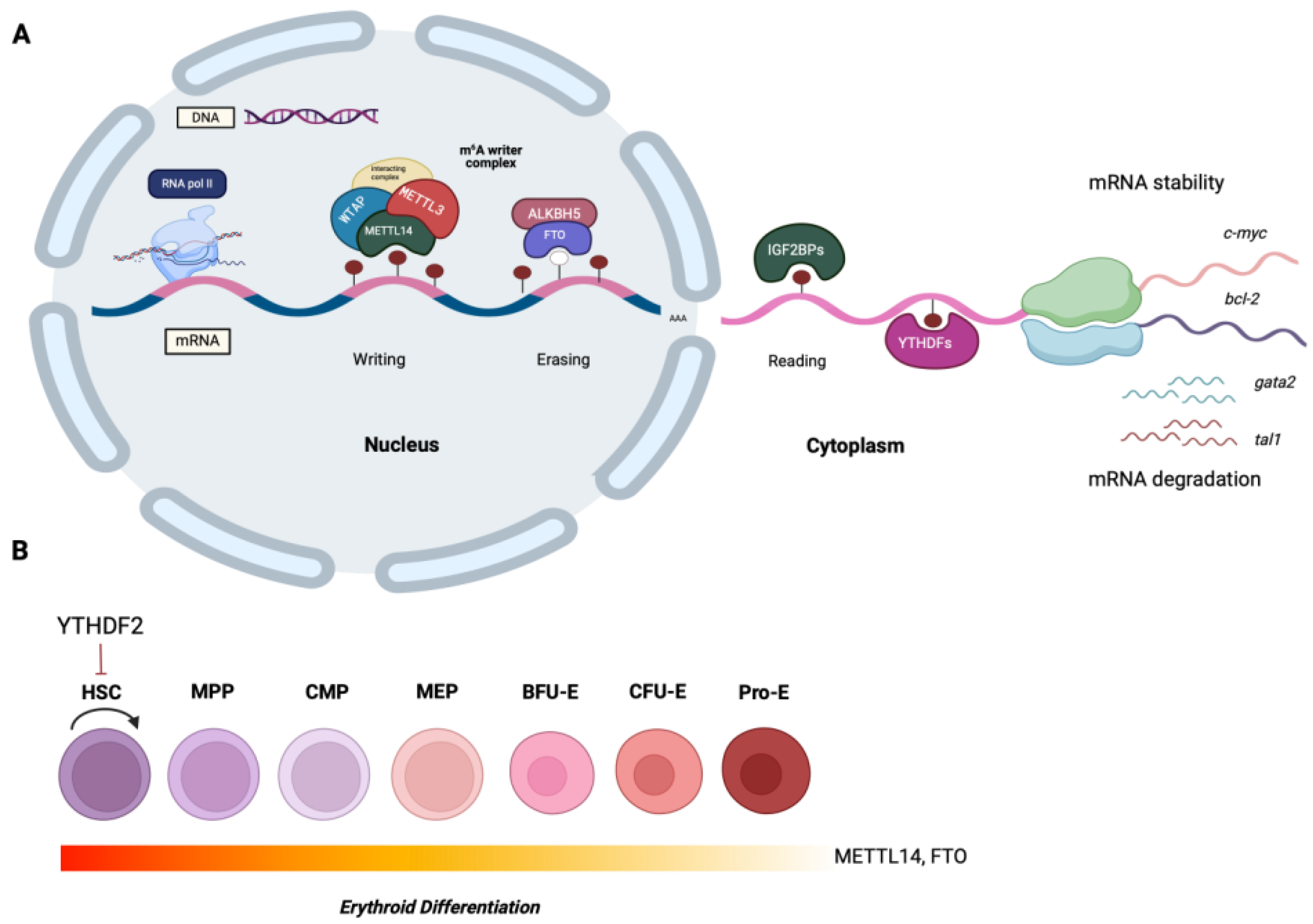 Preprints 170598 g001