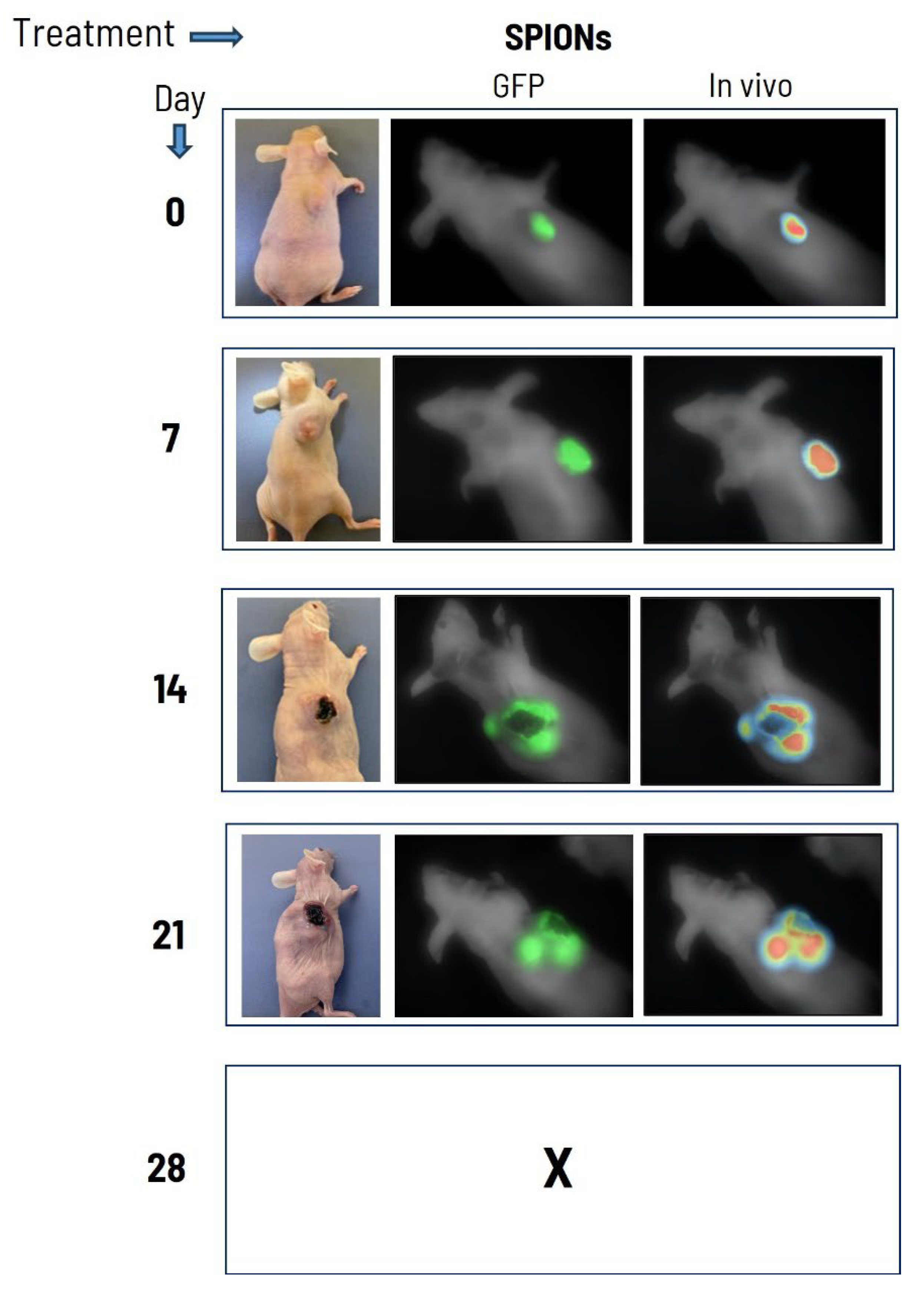 Preprints 207495 g004
