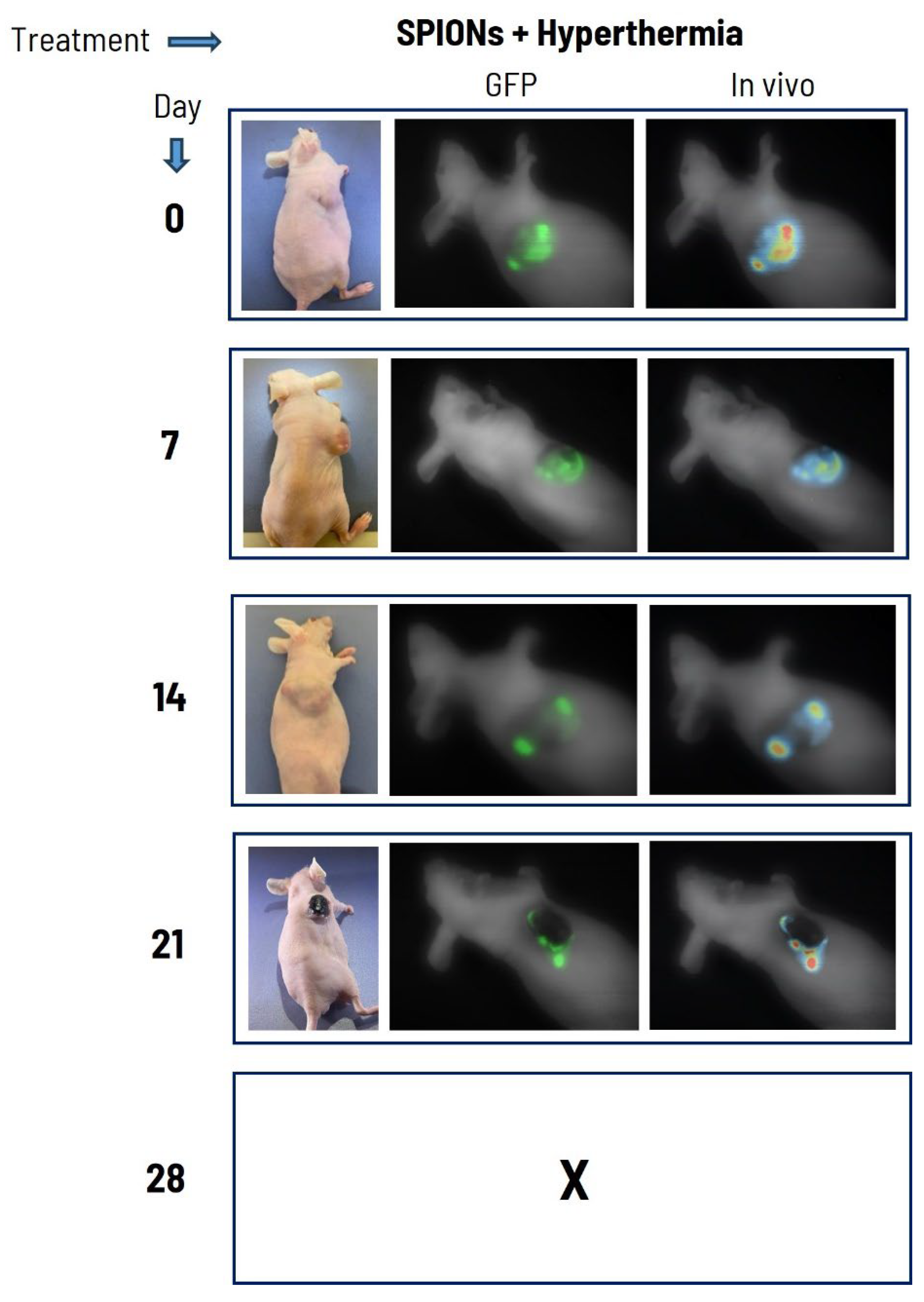 Preprints 207495 g005